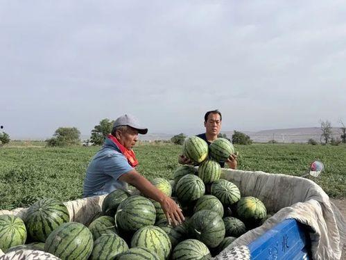 株洲吃瓜又吃谷