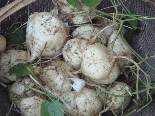 昆明土瓜怎么吃,解锁地道的云南风味