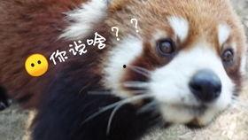 吃瓜肥崽,揭秘娱乐圈背后的那些事儿