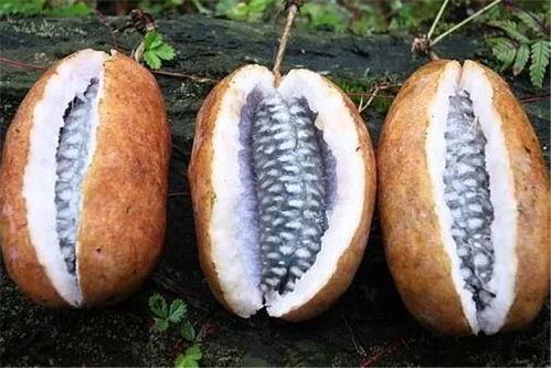 吃八月瓜怎么吃,解锁美味新体验